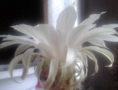 Вихрь. Южанин (СИ)